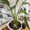 A large monstera plant is supported by a vertical gold metal frame in a white pot on a wooden surface.