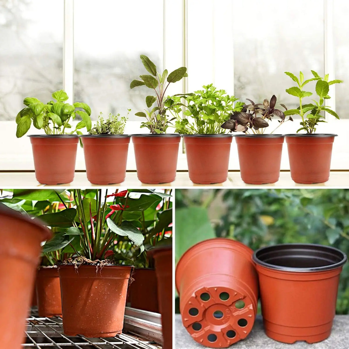 A row of terracotta nursery pots filled with various green seedlings on a windowsill.