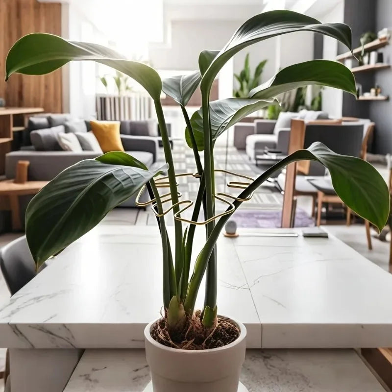 A large Monstera plant with broad green leaves is supported by a gold metal frame on a white marble table.