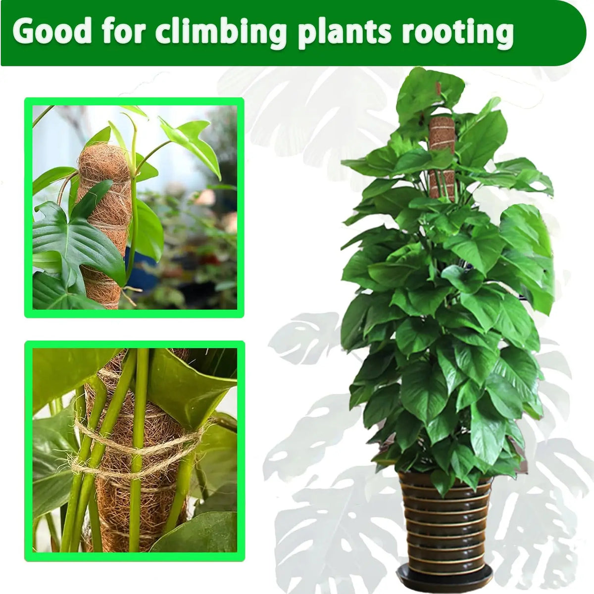 Stackable natural plant support poles used for climbing plants rooting