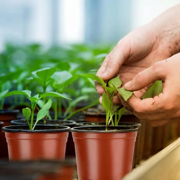 A hand is gently holding a small green seedling in a terracotta nursery pot among many others.