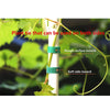 A close-up showing natural nylon garden twine plant ties used to secure a plant stem, demonstrating rough and soft sides.