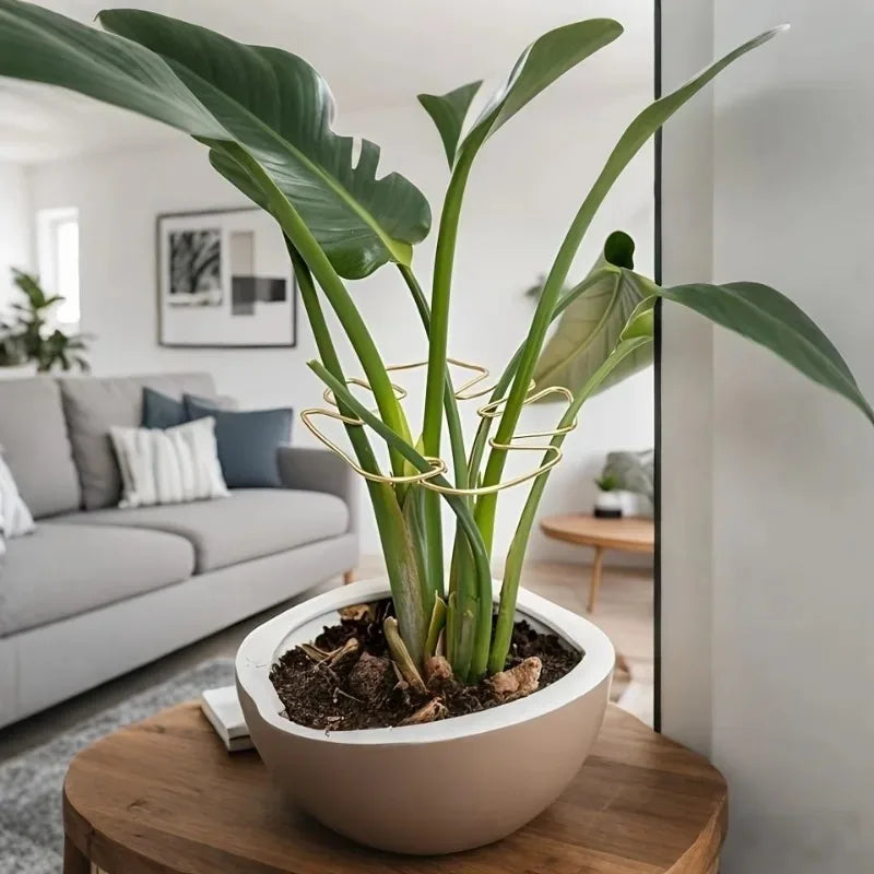 A large Monstera plant with long green leaves and yellow support frame is potted in a white ceramic planter on a wooden table