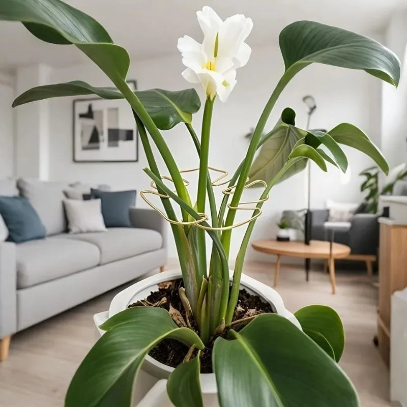 A large Monstera plant with white flowers and yellow support frame in a white pot