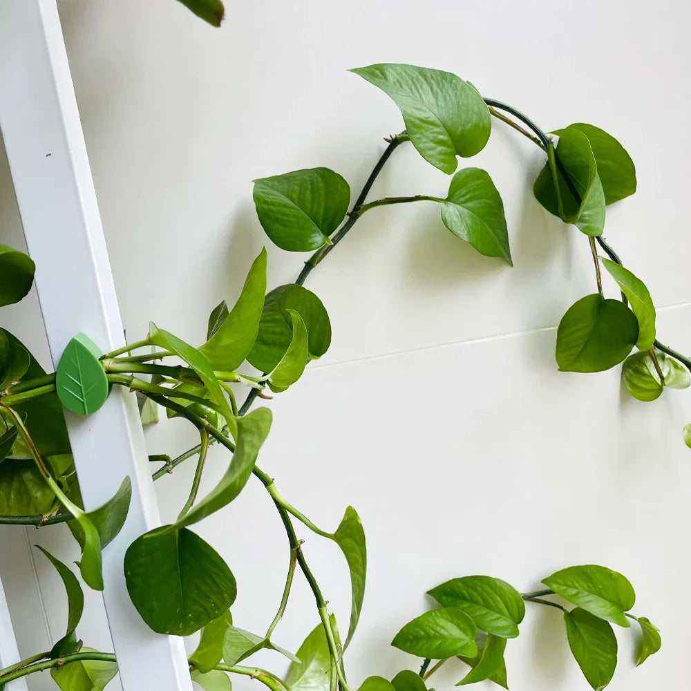 Vid verde con grandes hojas creciendo en una superficie vertical blanca.