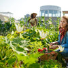 A woman is tending to a garden filled with green plants and white dragonflies.