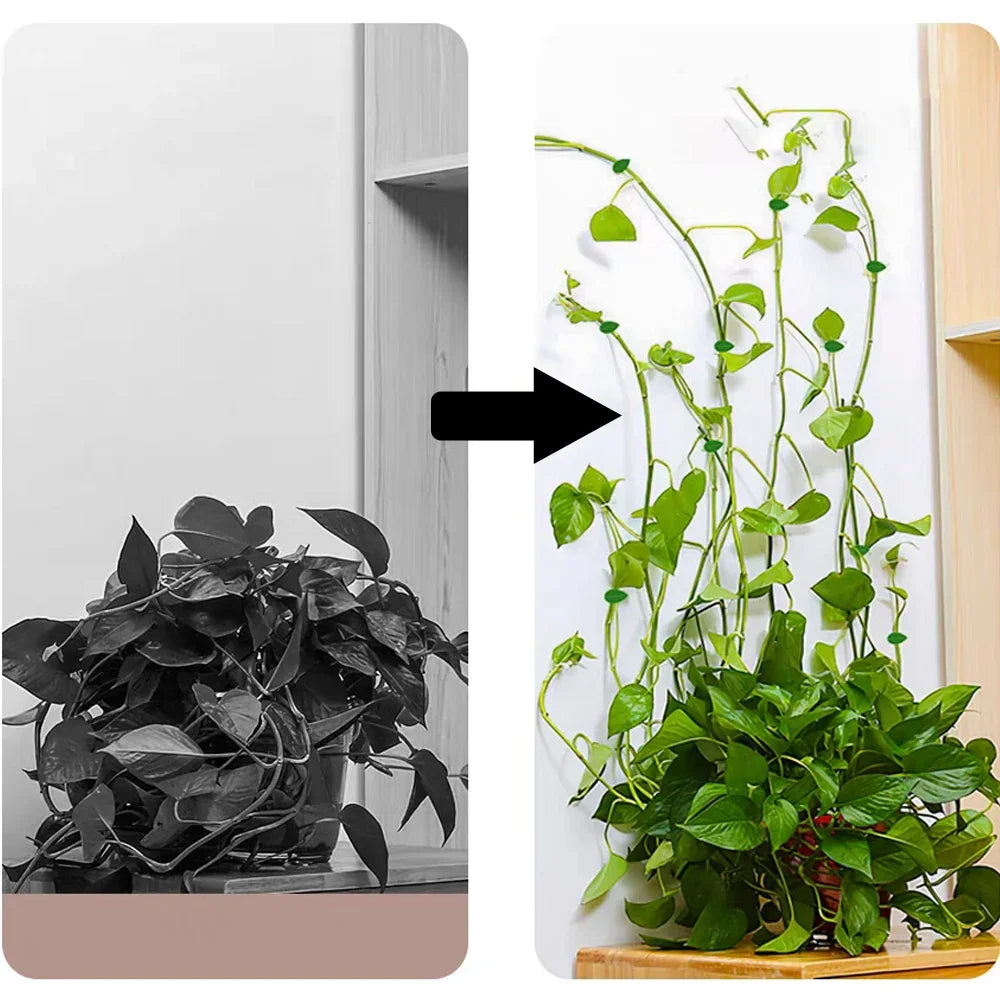 Pinzas de hoja autoadhesivas para soportar el crecimiento y la estructura de las plantas.