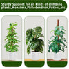Three potted climbing plants like Monstera and Philodendron shown with sturdy support poles.