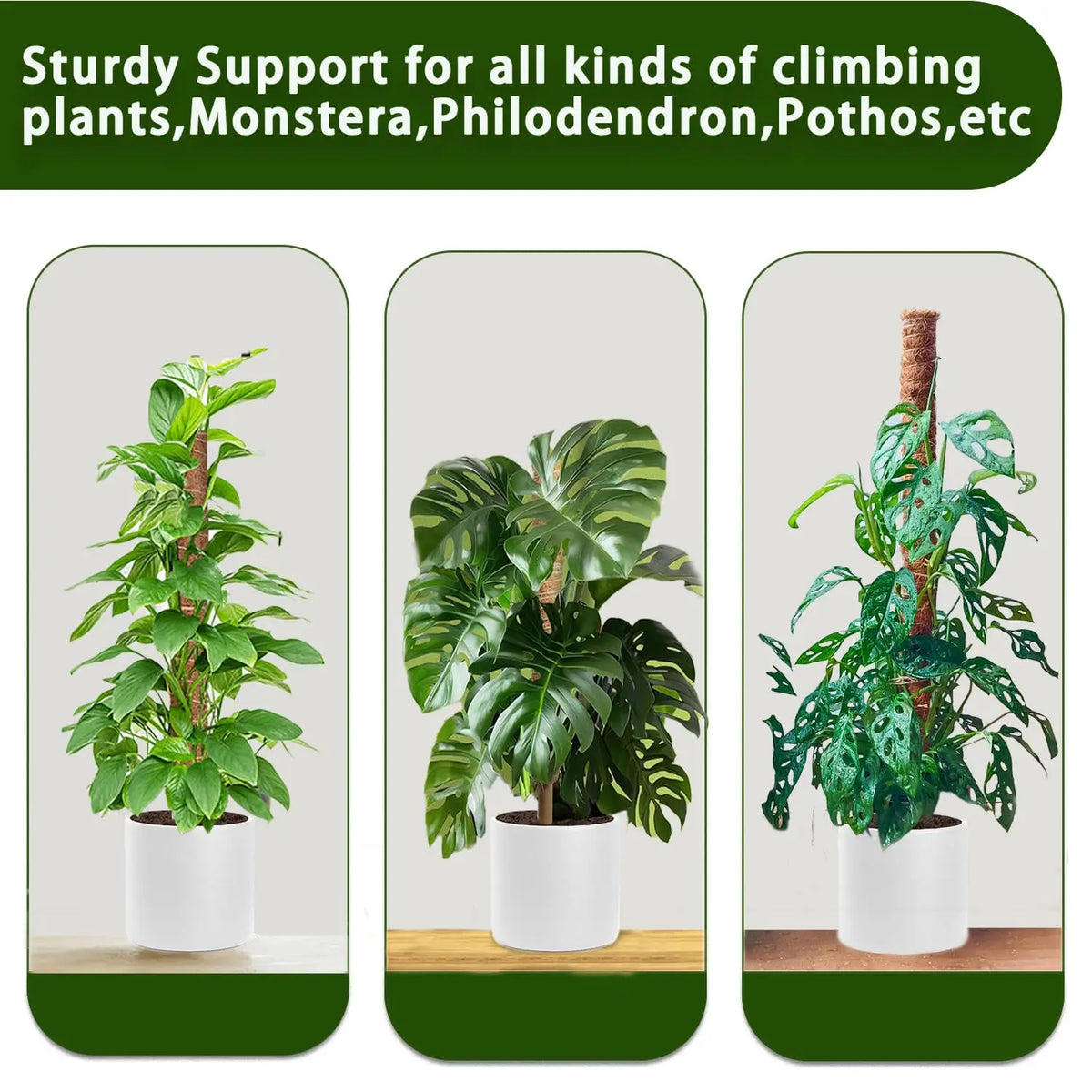 Three potted climbing plants like Monstera and Philodendron shown with sturdy support poles.