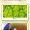 A photo of a green leaf, demonstrating the high-definition photo recording capability of a pocket digital microscope for kids