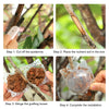 Four steps showing how to use a reusable plant propagation cutting ball for grafting.