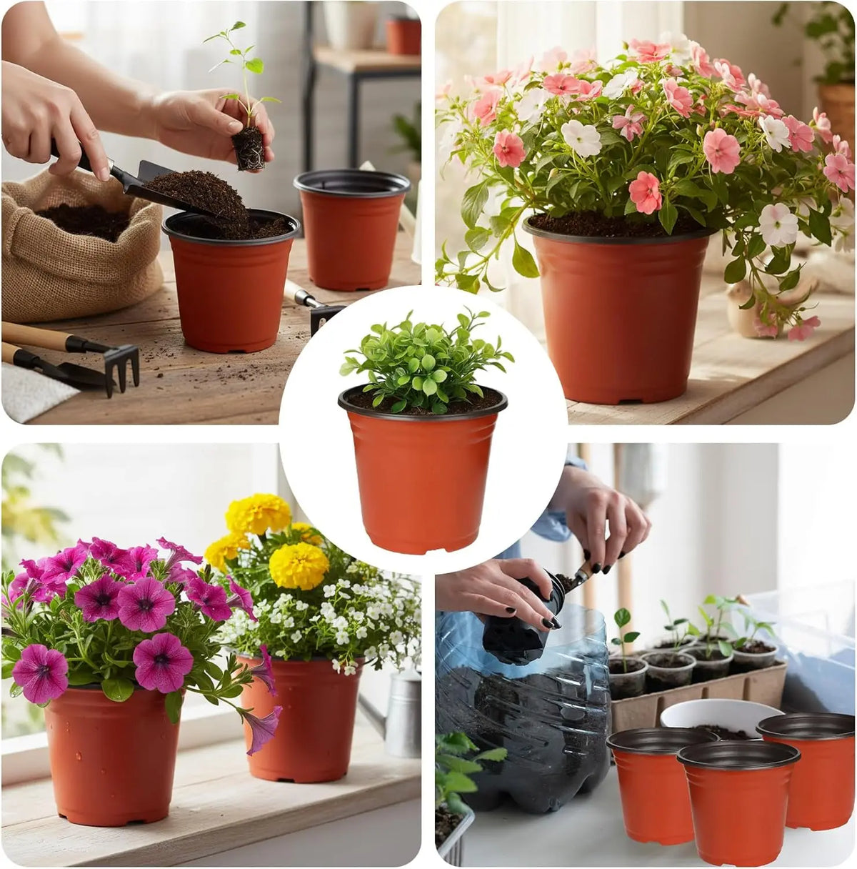 A collection of terracotta and plastic nursery pots containing various plant seedlings.