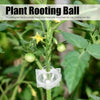 A plant rooting ball with an automatic buckle and four fixed ports attached to a green plant stem.