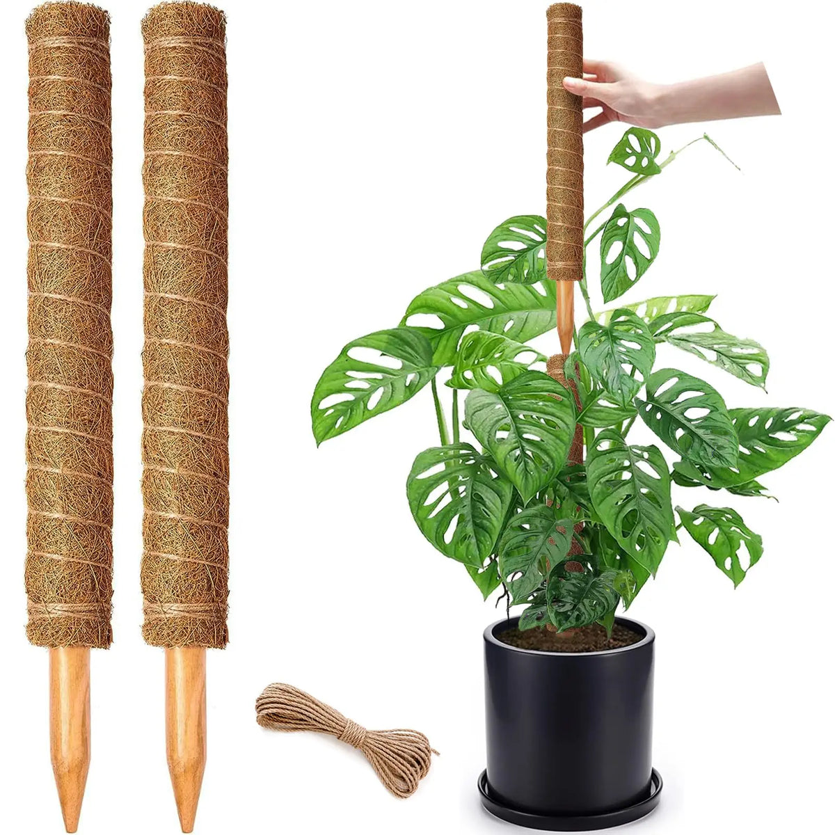 Stackable natural plant support poles with a large green Monstera plant in a black pot