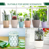 Various potted succulents in decorative chicken wire mesh planters