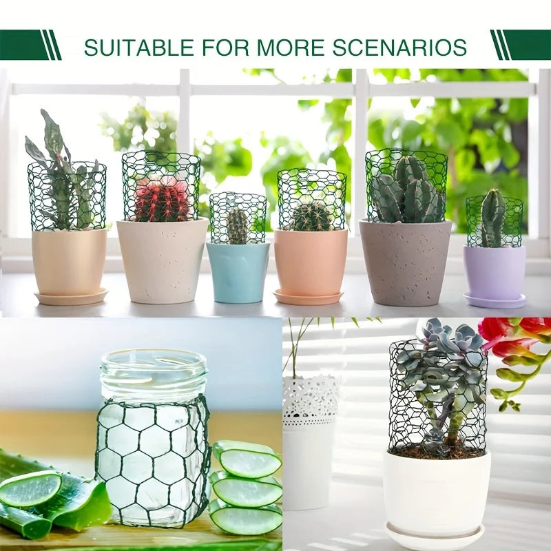 Various potted succulents in decorative chicken wire mesh planters