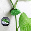 Pinzas de hoja verdes autoadhesivas para sostener tallos y hojas de una planta.