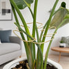 A large green Monstera plant with thick stems and leaves is shown in a white pot, supported by a gold metal frame.