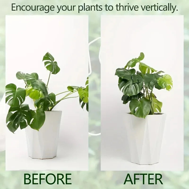 Before and after comparison showing a plant thriving vertically using a support frame.