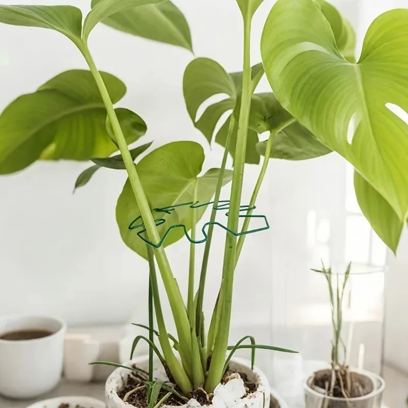 A large green Monstera plant with a wire support frame growing in a pot.